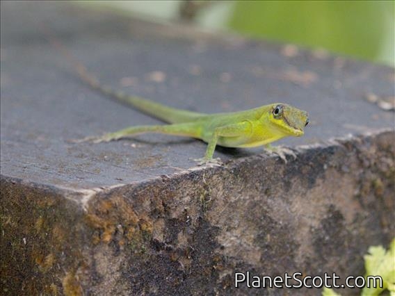 Saint Vincent Bush Anole (Anolis trinitatis)