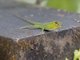 Saint Vincent Bush Anole (Anolis trinitatis)