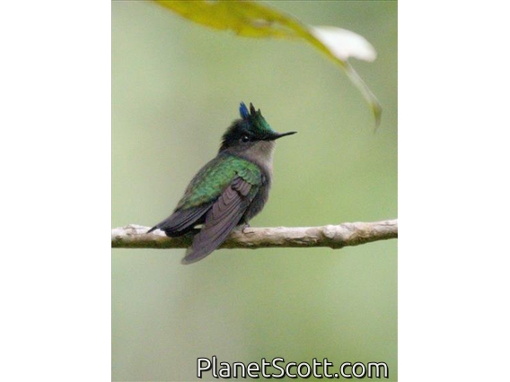 Antillean Crested Hummingbird (Orthorhyncus cristatus)