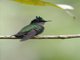 Antillean Crested Hummingbird (Orthorhyncus cristatus)