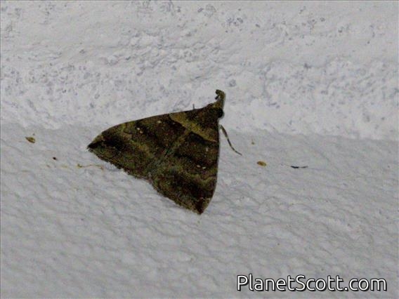 Litter Moth (Herminiinae sp)