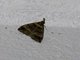 Litter Moth (Herminiinae sp)