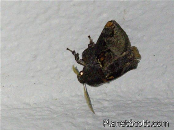 Slug Caterpillar Moth (Semyra coarctata)