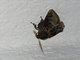 Slug Caterpillar Moth (Semyra coarctata)