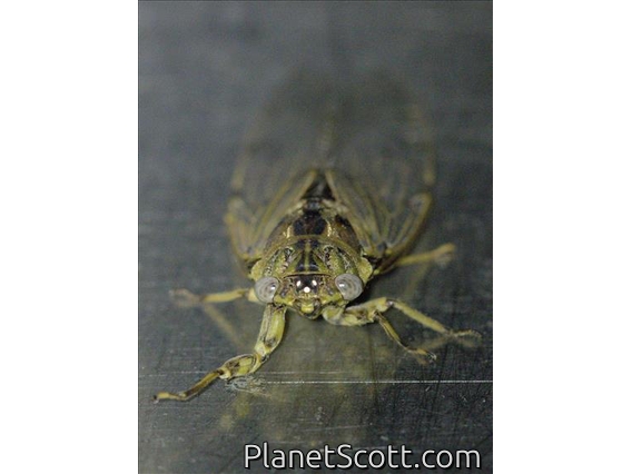 Cicada (Proarna hilaris)