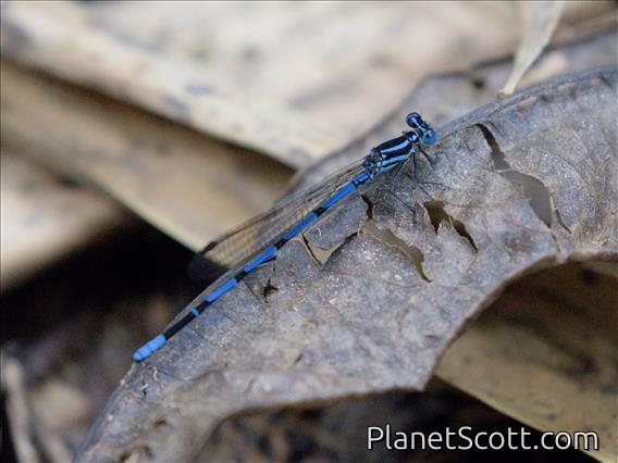 Antillean Bluet (Enallagma coecum)