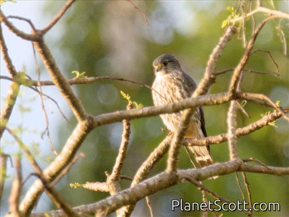 Merlin (Falco columbarius)