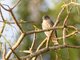 Merlin (Falco columbarius)