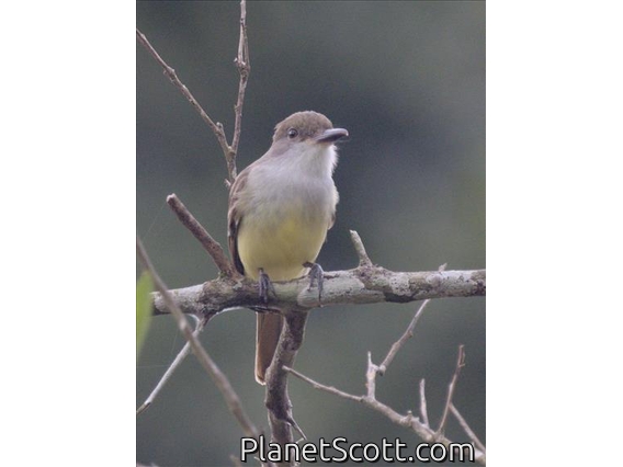 Grenada Flycatcher (Myiarchus nugator)