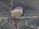 Grenada Flycatcher (Myiarchus nugator)