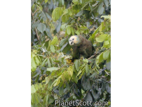 St. Vincent Parrot (Amazona guildingii)