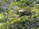 St. Vincent Parrot (Amazona guildingii)