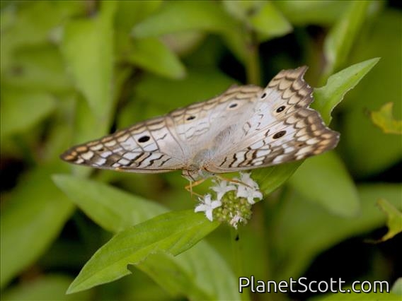 White Peacock (Anartia jatrophae)