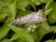 White Peacock (Anartia jatrophae)