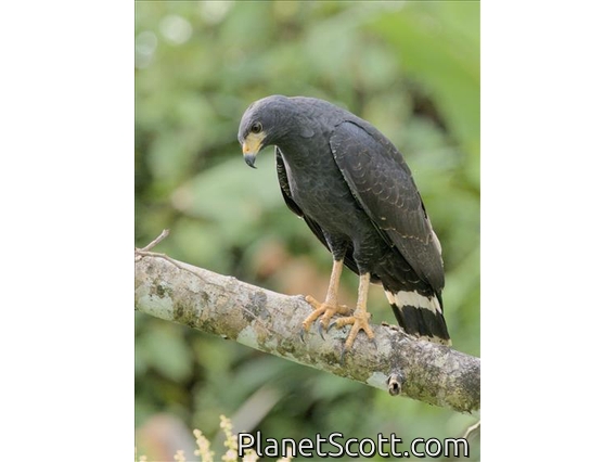 Common Black-Hawk (Buteogallus anthracinus)