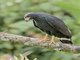 Common Black-Hawk (Buteogallus anthracinus)