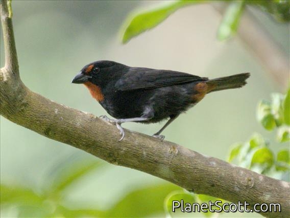 Lesser Antillean Bullfinch (Loxigilla noctis)