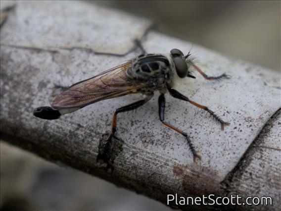 Hammertail (Efferia sp)