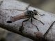 Hammertail (Efferia sp)