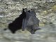 Miller's Long-tongued Bat (Glossophaga longirostris)