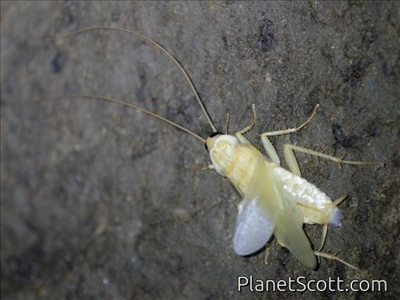 American Cockroach (Periplaneta americana)