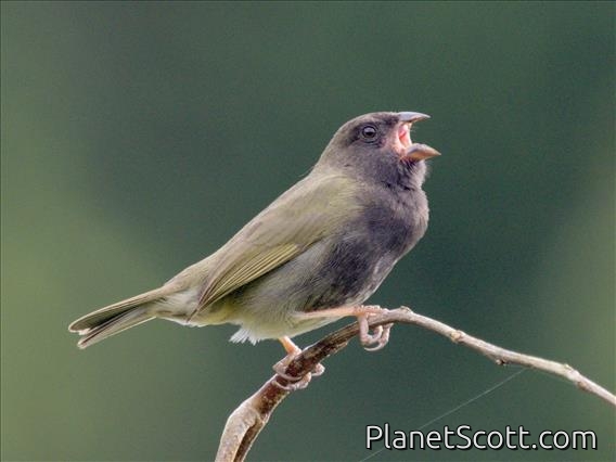 Black-faced Grassquit (Melanospiza bicolor)