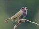 Black-faced Grassquit (Melanospiza bicolor)