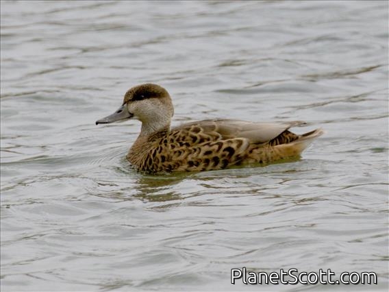 Marbled Duck X Mallard Hybrid