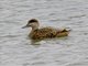 Marbled Duck X Mallard Hybrid