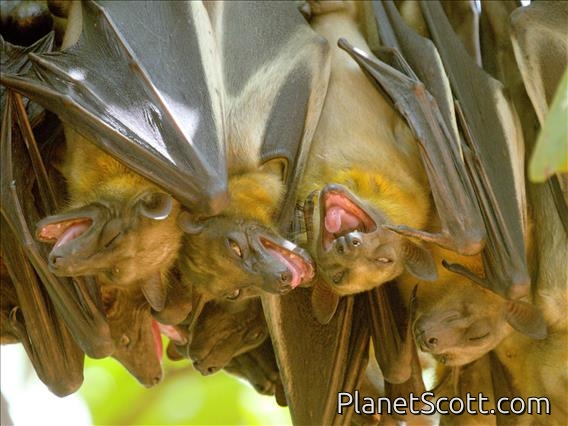 Straw-colored Fruit Bat (Eidolon helvum)