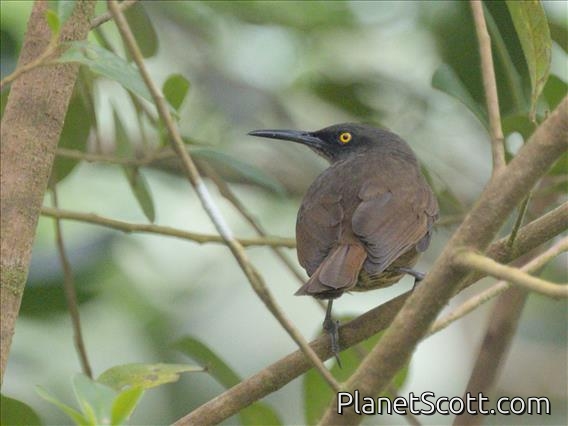 Brown Trembler (Cinclocerthia ruficauda)