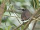 Brown Trembler (Cinclocerthia ruficauda)