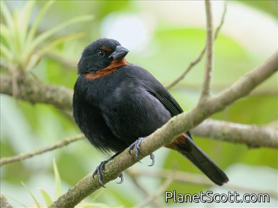 Lesser Antillean Bullfinch (Loxigilla noctis)