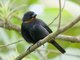 Lesser Antillean Bullfinch (Loxigilla noctis)