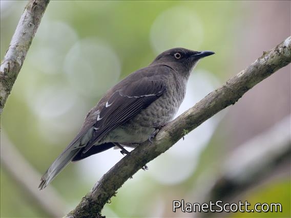Scaly-breasted Thrasher (Allenia fusca)