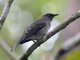 Scaly-breasted Thrasher (Allenia fusca)