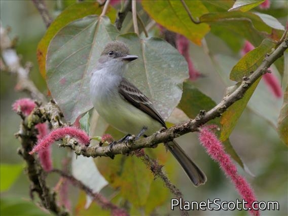 Grenada Flycatcher (Myiarchus nugator)