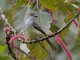 Grenada Flycatcher (Myiarchus nugator)
