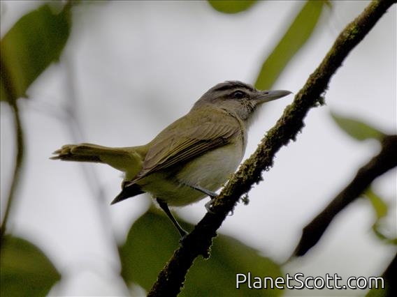 Black-whiskered Vireo (Vireo altiloquus)