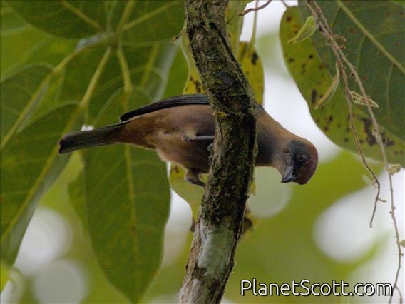 Lesser Antillean Tanager (Stilpnia cucullata)