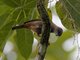 Lesser Antillean Tanager (Stilpnia cucullata)