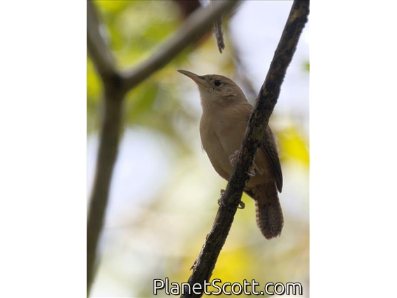 Grenada Wren (Troglodytes grenadensis)