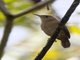 Grenada Wren (Troglodytes grenadensis)