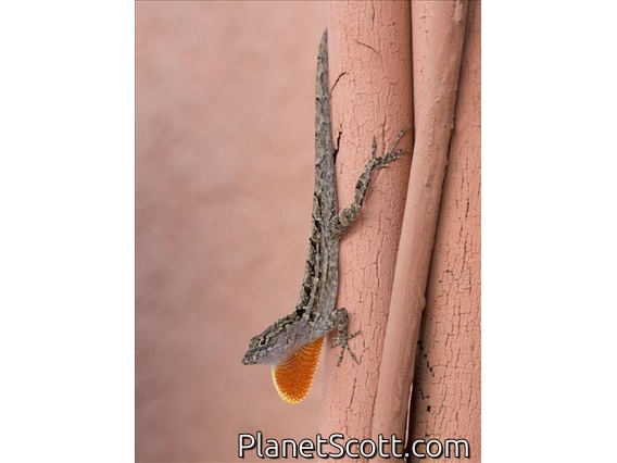 Brown Anole (Anolis sagrei)