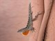 Brown Anole (Anolis sagrei)