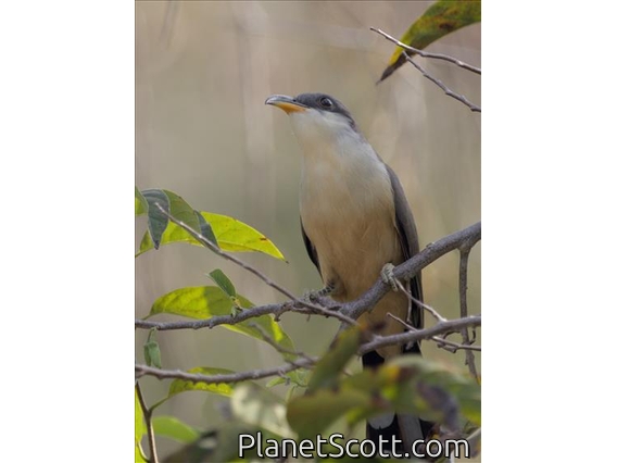 Mangrove Cuckoo (Coccyzus minor)