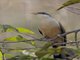 Mangrove Cuckoo (Coccyzus minor)