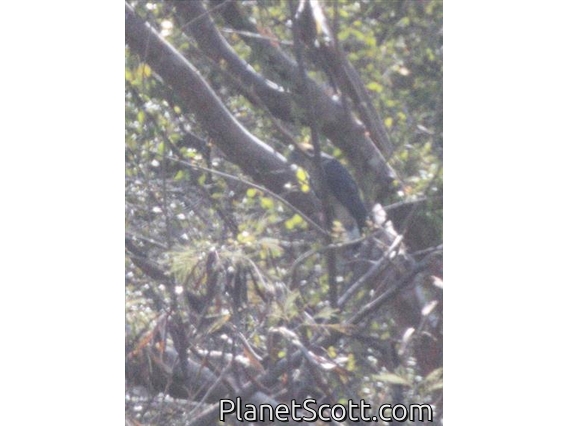 Hook-billed Kite (Chondrohierax uncinatus)