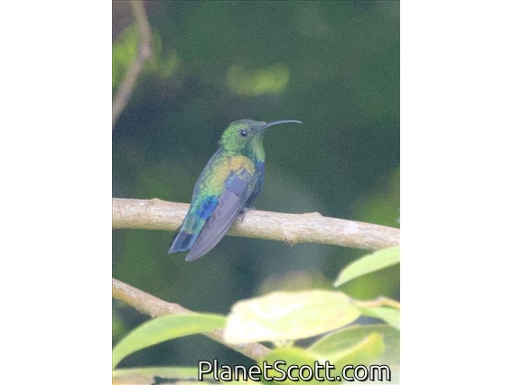 Green-throated Carib (Eulampis holosericeus)
