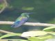 Green-throated Carib (Eulampis holosericeus)
